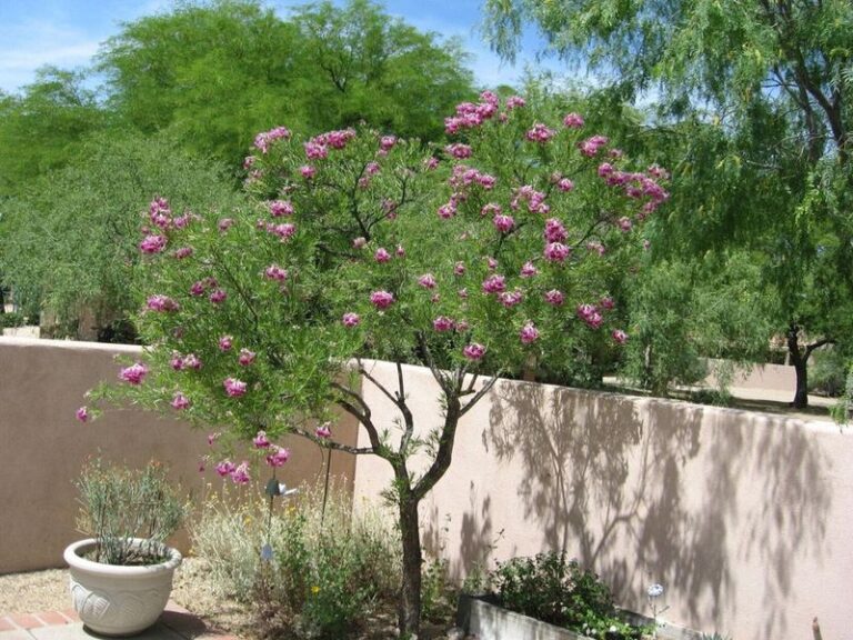 The Small Native Texas Tree That Actually Belongs in a West Texas Front Yard and Shrugs Off the Heat