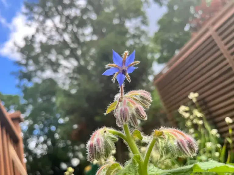 8 Reasons North Carolina Gardeners Should Plant Borage in the Front Yard and Never Look Back