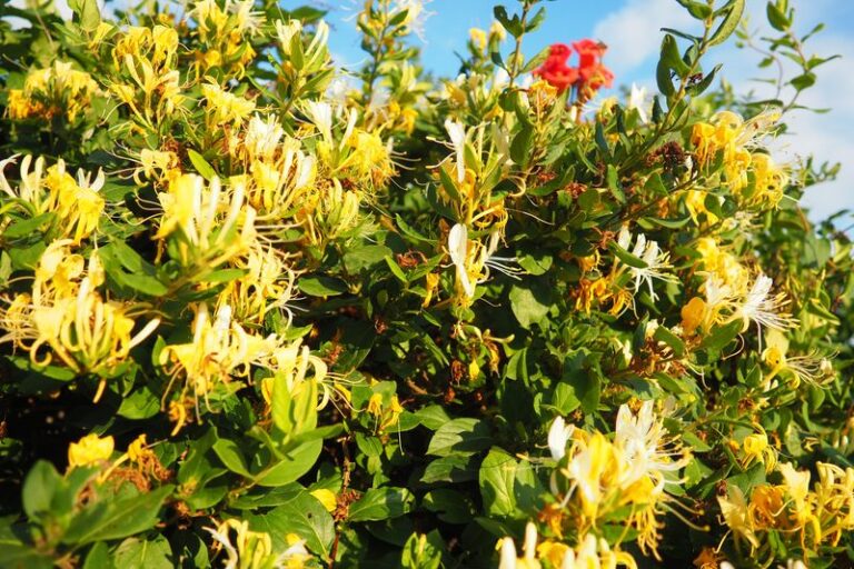These Backyard Plants Are Actually Banned Across the US – Here’s Which Ones You May Be Growing