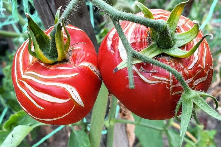 Your Tomatoes Split Open Right Before Harvest – Here’s What Causes It and Whether They’re Still Safe to Eat