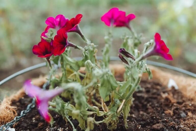 If Your Petunias Fizzle Out by Late Summer, One of These 9 Small Slips Is Usually Behind It