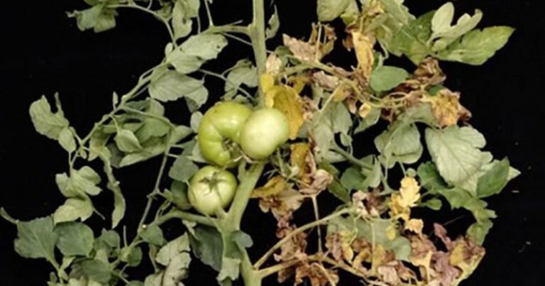 If your tomato plants suddenly wilt from the bottom up this August, one soilborne fungus usually starts it