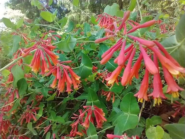 The Most Underrated North Carolina Native Vine That Screens A Chain-Link Fence While Feeding Songbirds All Fall