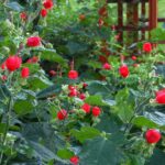 The Native Texas Flower That Keeps Hummingbirds Fed Through the Late-Summer Heat Into Fall