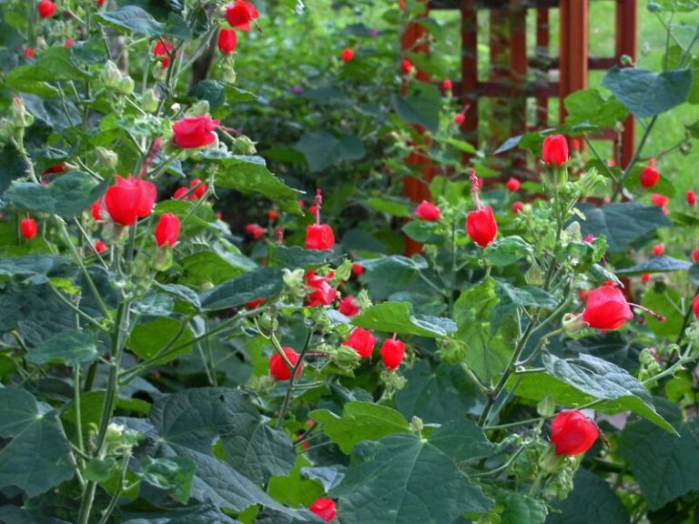The Native Texas Flower That Keeps Hummingbirds Fed Through the Late-Summer Heat Into Fall