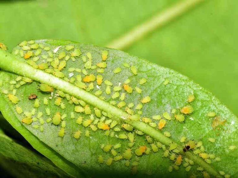 If Aphids Keep Riddling Your Cucumber Vines in the Late-Summer Heat, Here’s the One Thing That Finally Stops Them