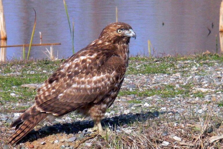 What It Really Means When You Start Seeing More Hawks Circling Your North Carolina Yard This Summer