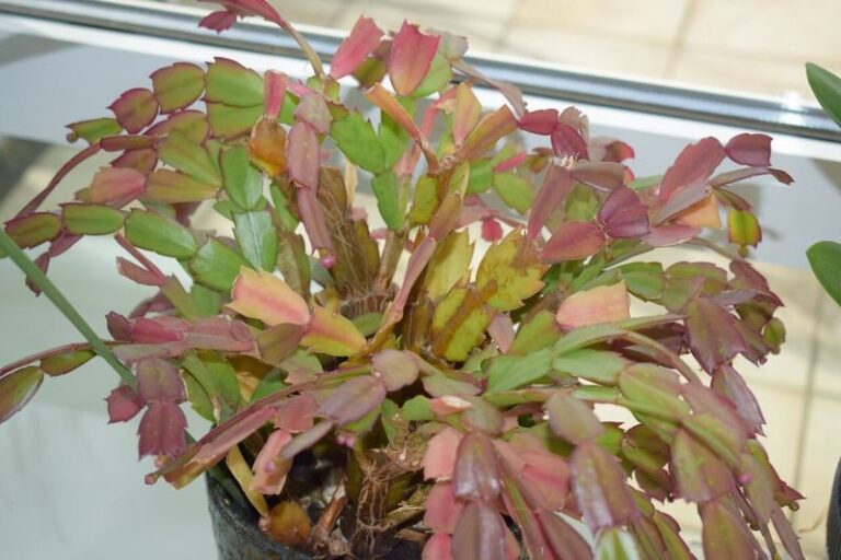 Your Christmas Cactus Fades Pale and Weak by Late Summer – Here’s the August Reset That Wakes It Back Up