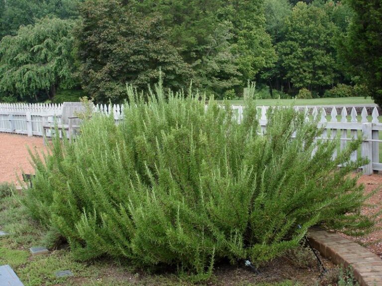 The Heat-Proof Texas Herb That Keeps Mosquitoes Off Your Patio All Summer Long