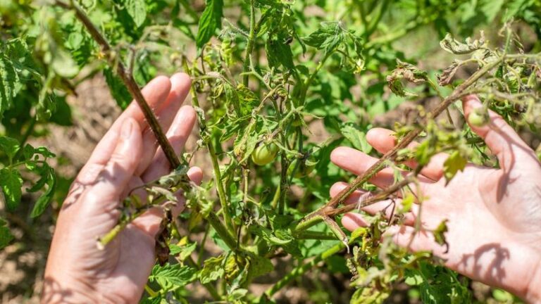 If your tomato plants stall out in this August heat, the reason isn’t the sun – it’s one feeding habit you can reset now