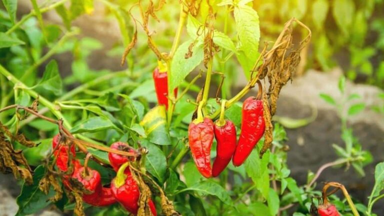 If Your Bell Peppers Turn Out Thin-Walled and Small This August, Excess Nitrogen Is One Possibility – Not the Only One