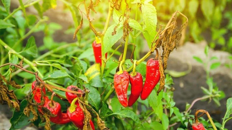 If Your Bell Peppers Turn Out Thin-Walled and Small This August, Excess Nitrogen Is One Possibility – Not the Only One