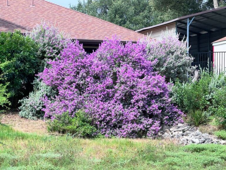 The Native Texas Plant Whose Scent Makes Scorpions Skip Your Yard And Hunt Somewhere Else