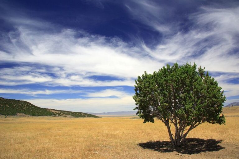 How Deep You Actually Have To Water Your Texas Trees To Save Their Roots Through This Heat