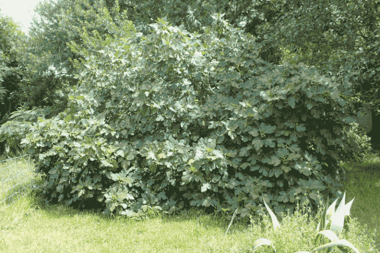 If Your Central Texas Fig Tree Drops Unripe Figs In August Heat, One Watering Mistake Usually Starts It