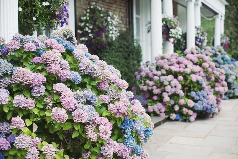 Double Your Hydrangea Blooms This Summer by Getting These 5 Care Moves Right