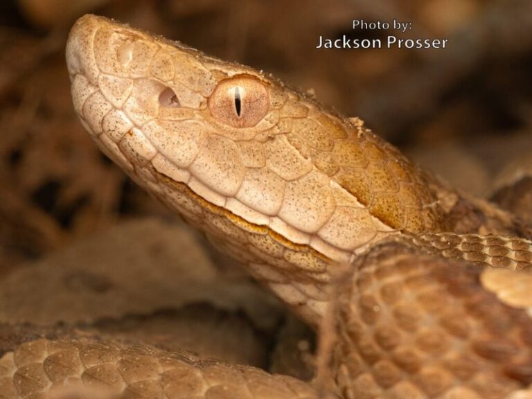 What It Really Means When Copperheads Start Showing Up Along Your North Carolina Wooded Edge This Summer