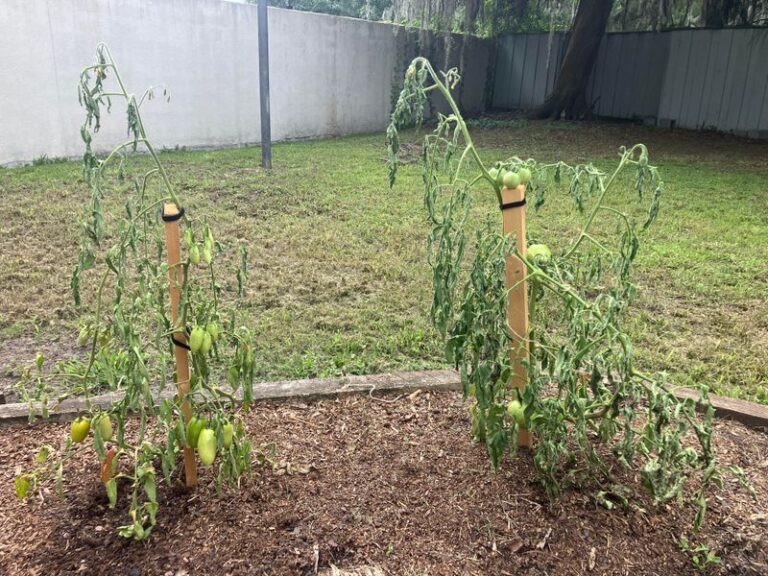 If Your Fall Tomato Transplants Sit Still and Refuse To Grow in Late-Summer Heat, Here Is Why