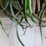 Your Spider Plant Browns at the Tips and Fades Fast – Here’s the One Care Reset That Firms It Back Up