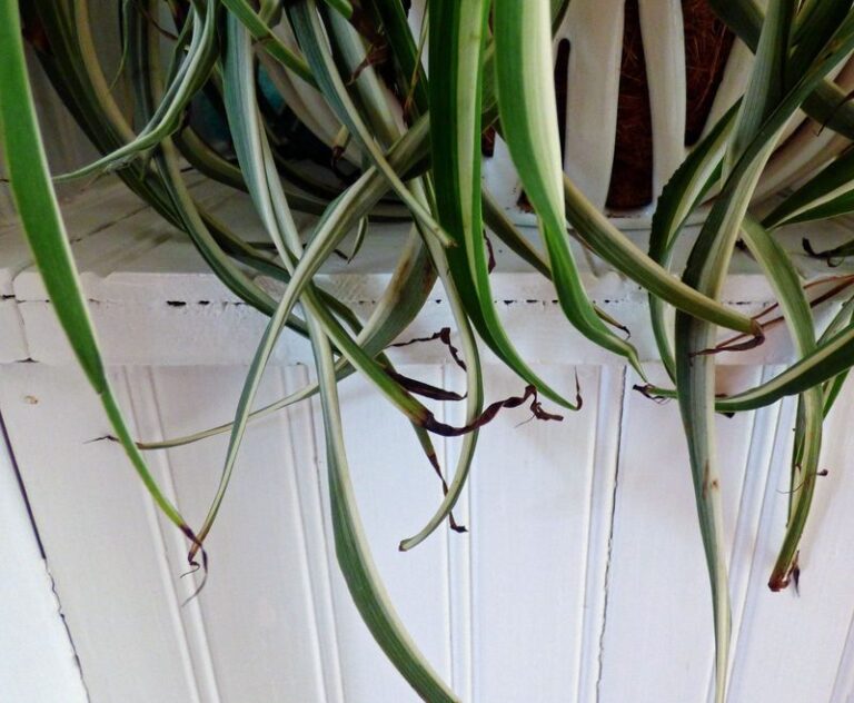 Your Spider Plant Browns at the Tips and Fades Fast – Here’s the One Care Reset That Firms It Back Up
