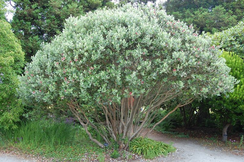 The Easiest Fruit Tree California Gardeners Keep Walking Past at the Nursery for Years