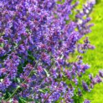 These Perennials Come Back Fuller and More Spectacular Every Single Year – Here’s What to Plant Now