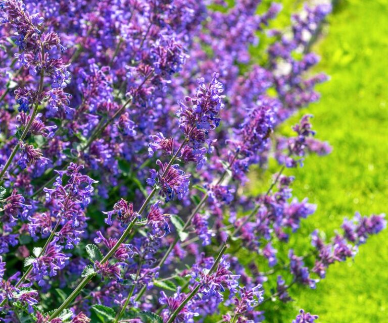 These Perennials Come Back Fuller and More Spectacular Every Single Year – Here’s What to Plant Now
