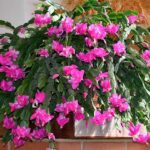 Your Christmas Cactus Won’t Set Buds – Here’s the Late-Summer Habit That Sets Up a Full Winter Bloom