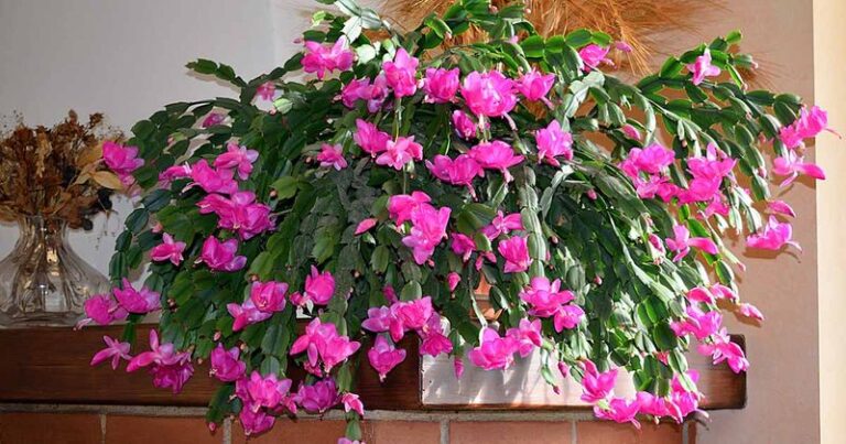 Your Christmas Cactus Won’t Set Buds – Here’s the Late-Summer Habit That Sets Up a Full Winter Bloom