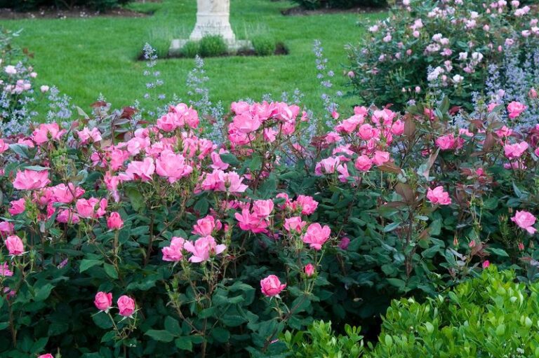 The Old Garden Roses That Shrug Off California Summer Heat Better Than Any Modern Variety
