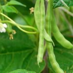 If Your Bean Plants Flower Heavily but the Pods Stay Flat and Empty in Late-Summer Heat, Here Is Why