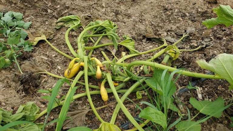 If your zucchini plants suddenly wilt and collapse in this August heat, squash vine borers usually start it
