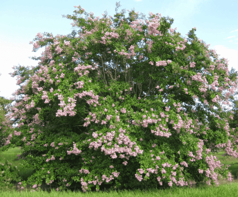 The One Thing North Carolina Crape Myrtles Need Now or You Lose Half of Next Summer’s Blooms