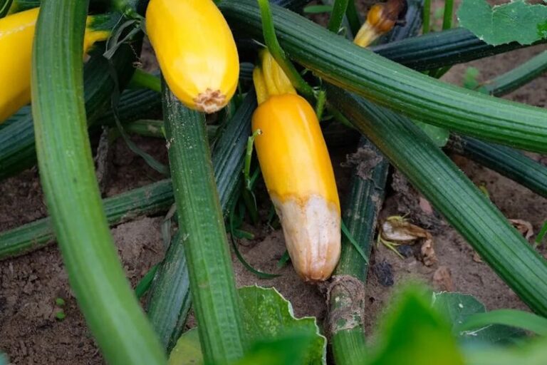If your zucchini fruit rots at the tip and stays small this August, one pollination gap usually starts it