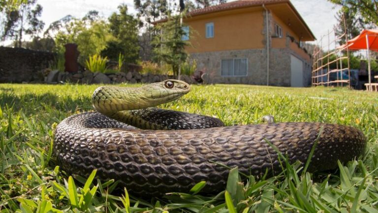 9 Things Hiding in Your Yard That Quietly Invite Snakes In – Here’s What to Clear Out