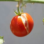 If your ripening tomatoes keep splitting and cracking in this August heat, a rapid dry-to-wet change may be the trigger
