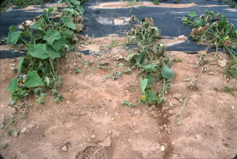 If your cucumber vines wilt fast in this August heat, bacterial wilt usually starts it