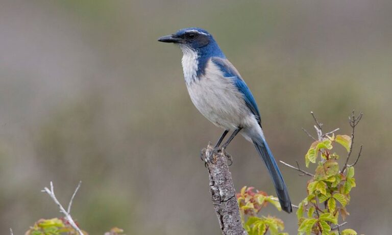 The California Scrub Jay Quietly Eats The Grubs And Grasshoppers Wrecking Your Beds, But Homeowners Keep Chasing It Off