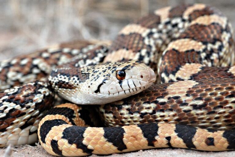 The California Snake That May Help With Gophers in Your Vegetable Beds, But Homeowners Sometimes Kill It Thinking It’s a Rattlesnake