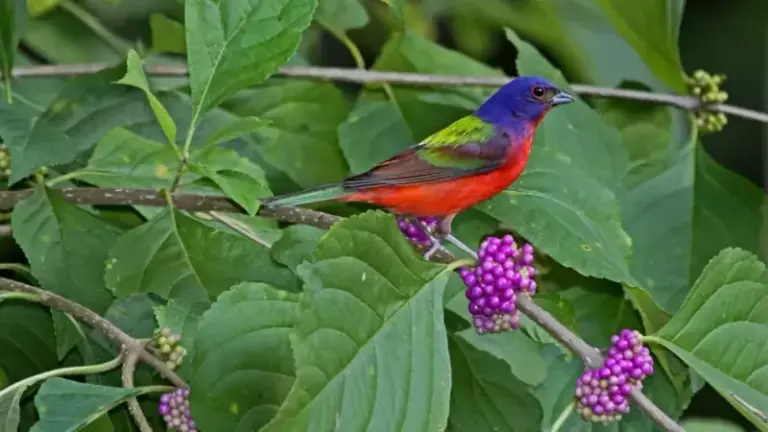 7 Florida Native Plants That Pull Painted Buntings Into Your Yard for the First Time