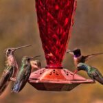The Backyard Feeder Mistake That Quietly Harms California Hummingbirds in the Late-Summer Heat