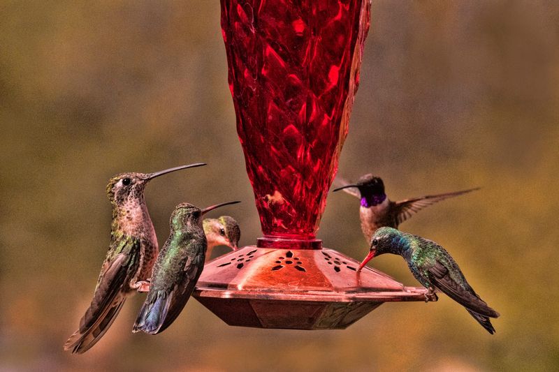 The Backyard Feeder Mistake That Quietly Harms California Hummingbirds in the Late-Summer Heat
