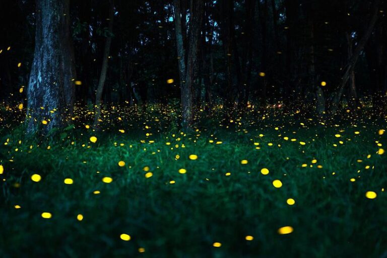 How To Bring Fireflies Back To Your Central Texas Yard By Keeping One Damp Native Corner
