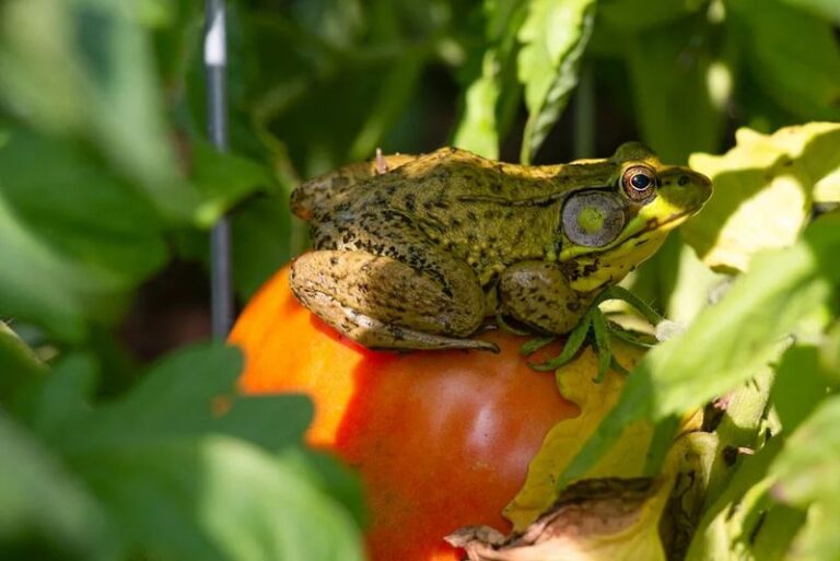 More Toads Around Your Central Texas Pond Means Fewer Grasshoppers Chewing Your Vegetable Beds This Summer