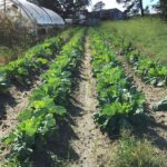 Why North Carolina Gardeners Should Seed Collard Greens Now for a Long Fall Harvest That Sweetens as It Cools