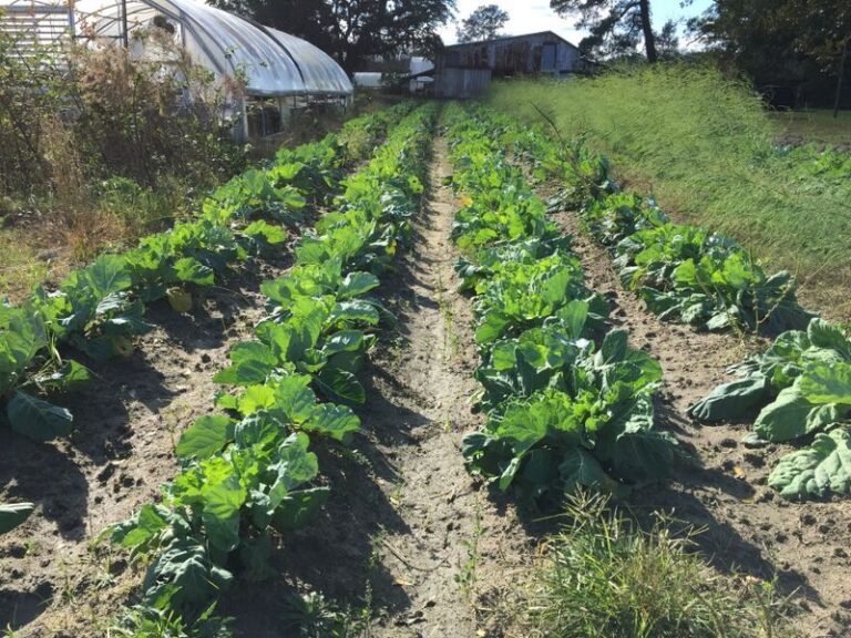 Why North Carolina Gardeners Should Seed Collard Greens Now for a Long Fall Harvest That Sweetens as It Cools