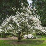 7 Native North Carolina Trees That Flower Better Than Bradford Pears Without The Splitting And Stink