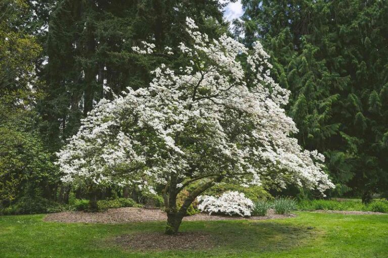 7 Native North Carolina Trees That Flower Better Than Bradford Pears Without The Splitting And Stink