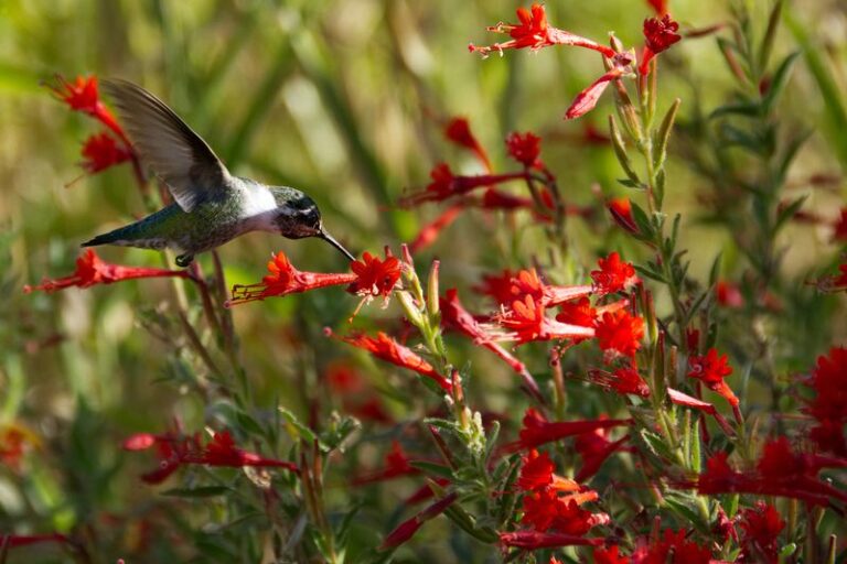 How To Support California Hummingbirds With California Fuchsia Instead of a Feeder