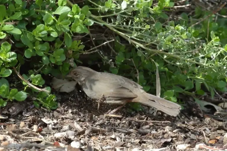 How To Support the California Towhees That Quietly Scratch Through Leaf Litter and Soil for Seeds and Insects in Your Beds